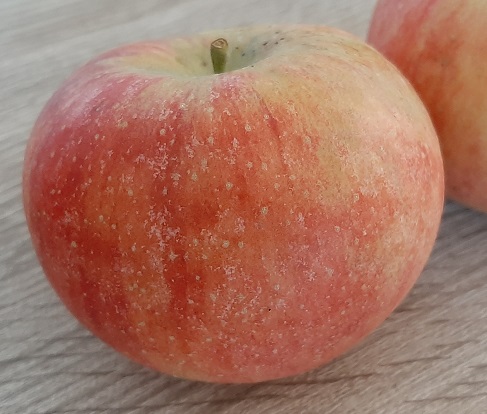 Jablana Merkur – visoko kakovostna sorta