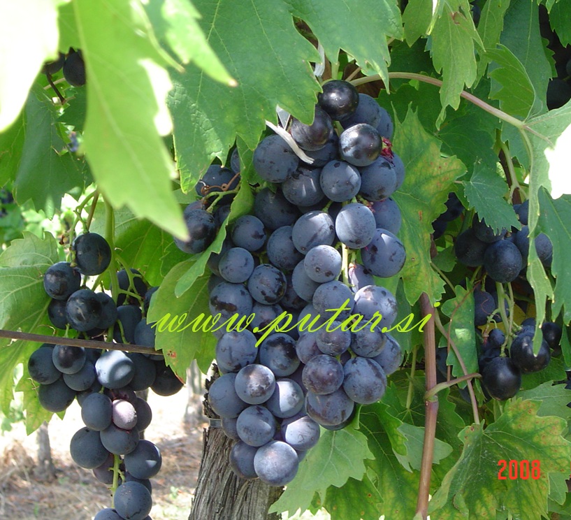 Trsna cepljenka Muškat Blue