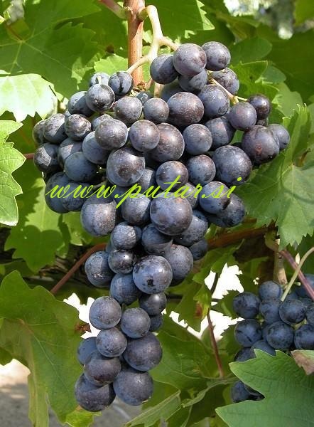 Trsna cepljenka Muškat Hamburg