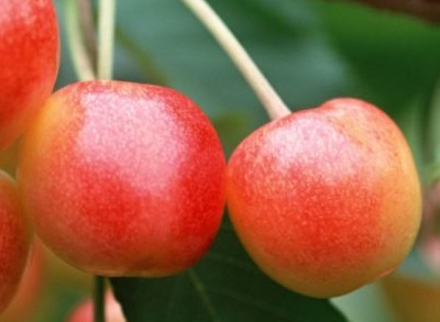 Češnja Napoleonova