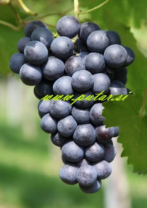 Trsna cepljenka Nero