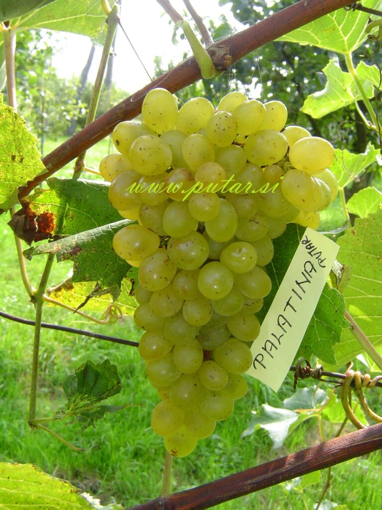 Trsna cepljenka Palatina