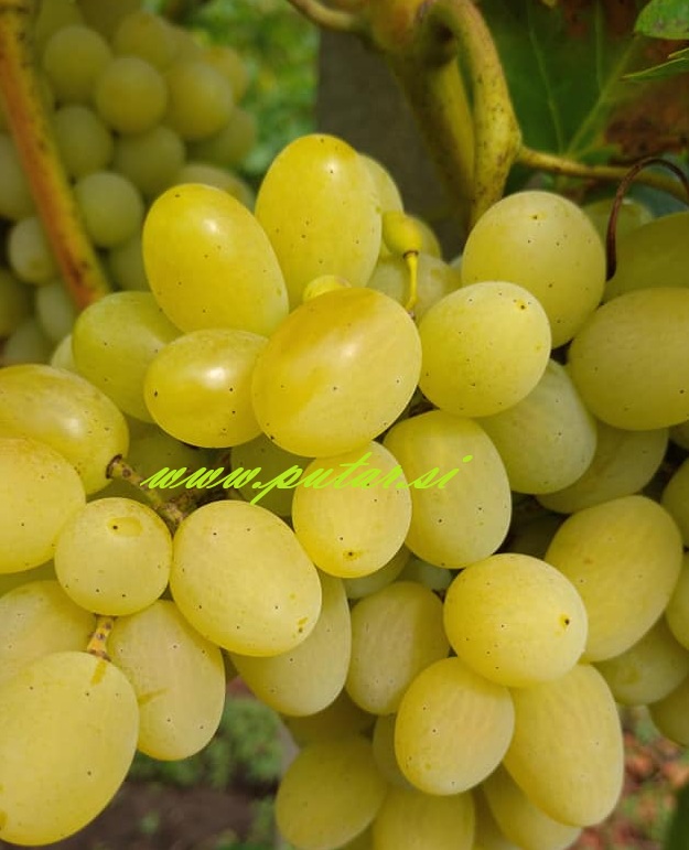 Trsna cepljenka Prezentabil