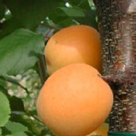 Marelica San Castrese