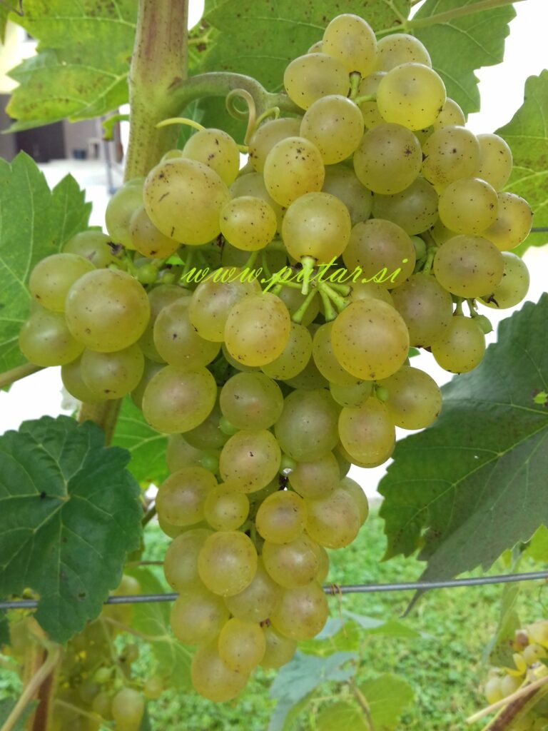 Trsna cepljenka Tinko belo