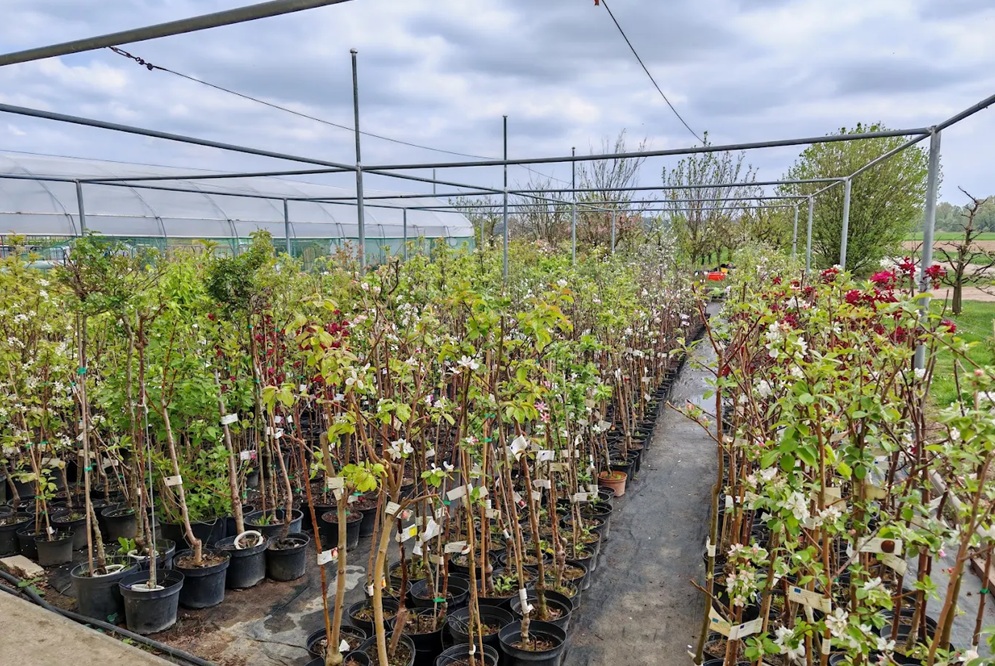 SADIKE V LONCIH SE LAHKO SADIJO SKOZI VSE LETO